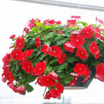 4 Pots Vinca Plants Live, 4-6" Tall Ground Cover Vinca Flowers for Outdoor Garden, Landscape, Containers