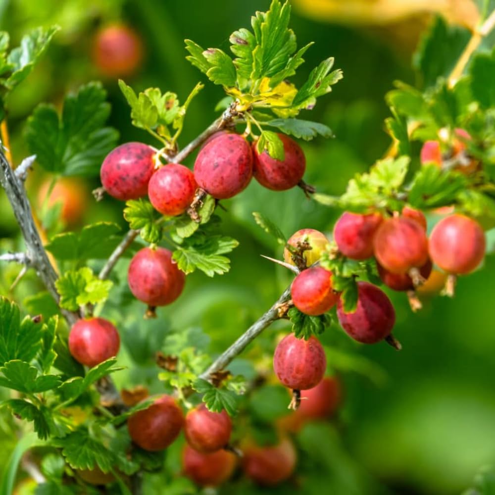 Sweet Gooseberry Plant Live for Planting, 5-9 Inch Tall, Gooseberry Bush Live Plant, Gooseberry Fruit Tree Plant