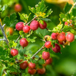 5-10" Tall Gooseberry Bush Live Plant, Gooseberry Plant Live for Growing, Gooseberry Tree Live Plant (Sweet Gooseberry)