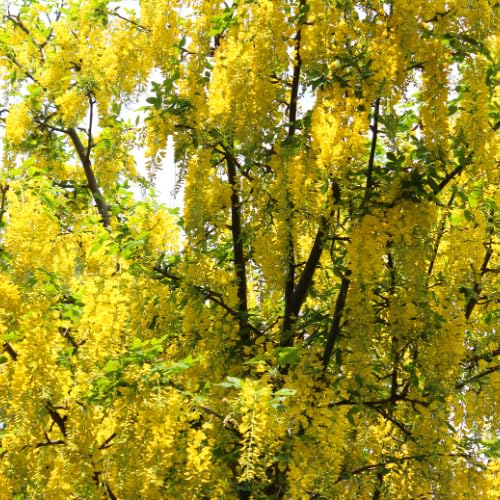 Golden Chain Tree, 20-24 Inch Tall Yellow Wisteria Plants, Golden Chain Plant Bare Root Seedling