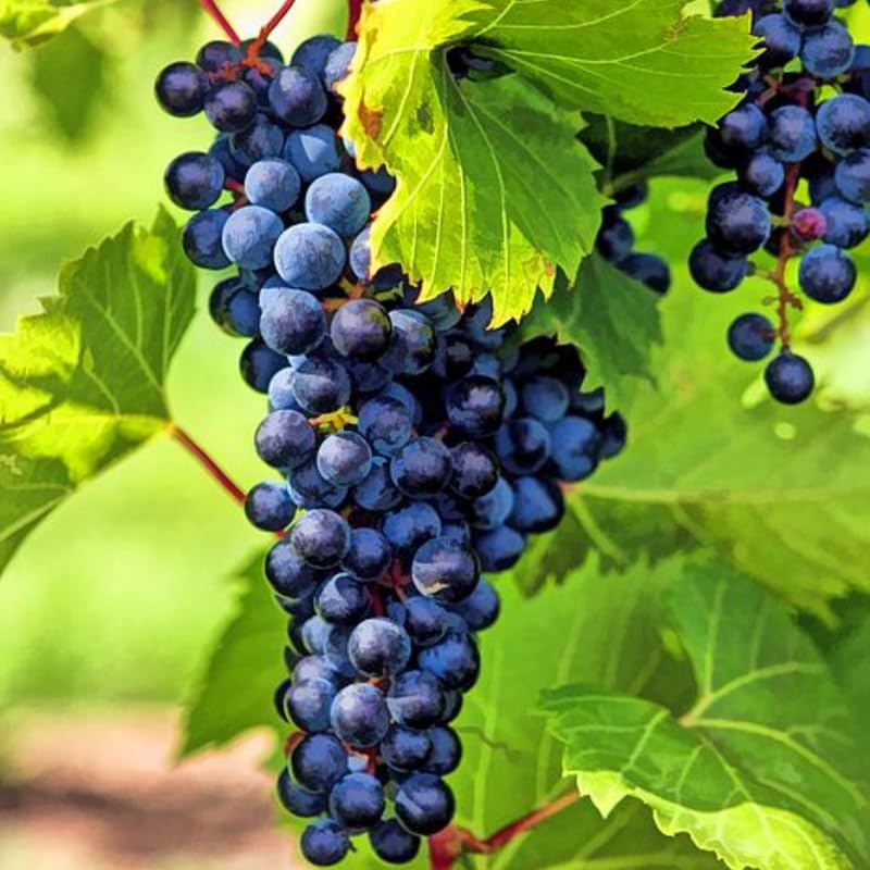 Deep Purple Seedless Grape Vines Live Plants for Planting, 5-10" Grape Tree for Outdoor Garden, Dormant in Winter, Cold Hardy, Sweet Flavor