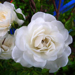 Rose Bush Live Plant, Hybrid Tea Rose Plant Live, 5-9 Inch Tall, Fragrant Flowers Tree, Well-Rooted 1 Year Old, No Pot (White Rose)