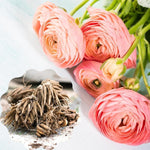 25 Ranunculus Bulbs for Spring Planting, Perennial Flowers Bulbs for Gardens, Vibrant Peony Buttercup Corms for Outdoor Borders (Pink Ranunculus)