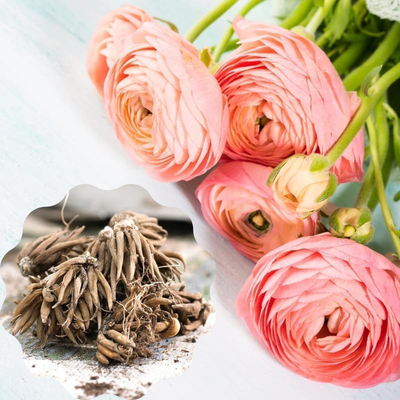 25 Ranunculus Bulbs for Spring Planting, Perennial Flowers Bulbs for Gardens, Vibrant Peony Buttercup Corms for Outdoor Borders (Pink Ranunculus)