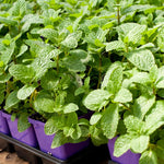 Mint Herb Plant Live, Well Rooted Mint Plants for Growing Indoor Outdoor 4-7 Inches - Spearmint