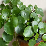 Pilea Peperomioides Live Plant 4-6 Inch Tall, Money Plant Houseplant for Home Decor, Office