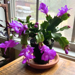 Christmas Cactus Plants Live, Thanksgiving Cactus Easter Cactus Like, 4-8 Inc Tall, Cold Hardy, Holiday Cactus for Indoor Outdoor Planting, Starter Size (Purple)