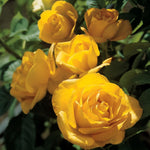 Rose Live Plant for Planting, Fragrant Hybrid Rose Bush, 5-10” Tall, Ready to Grow Flowering Shrub for Outdoor Garden, No Pot (Yellow Rose)