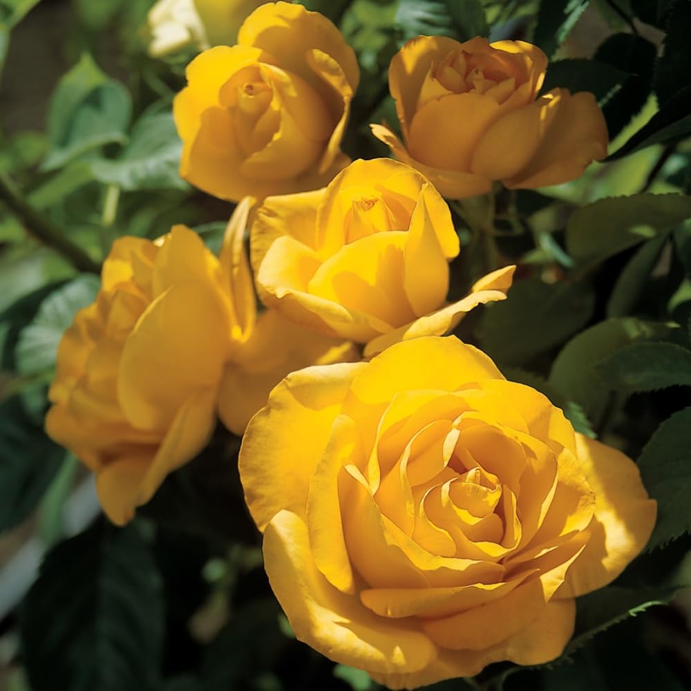 Rose Plant Live, Roses Bush for Outdoor Garden, 5-10 Inch Tall, Ornamental Flowering Shrub with Fragrant Blooms, Ready to Plant (Yellow Rose)