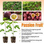 Purple Passionfruit Plant Live 4-7 Inches Tall, Tropical Passion Fruit Vine for Garden, Patio Containers and Indoor Growing