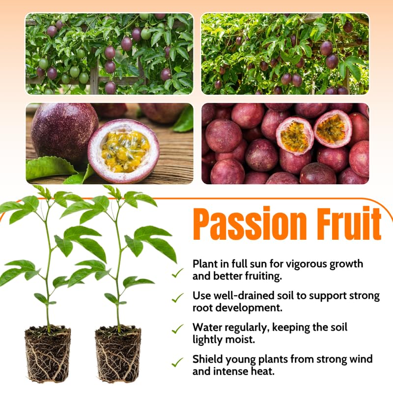Purple Passionfruit Plant Live 4-7 Inches Tall, Tropical Passion Fruit Vine for Garden, Patio Containers and Indoor Growing