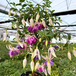 Vibrant Purple Fuchsia Plant Live 4'' Pot, Hardy Flowering Fuchsia Starter 3-6'' Tall, Hanging Basket or Patio Garden Plants, 2 Plants per Pot