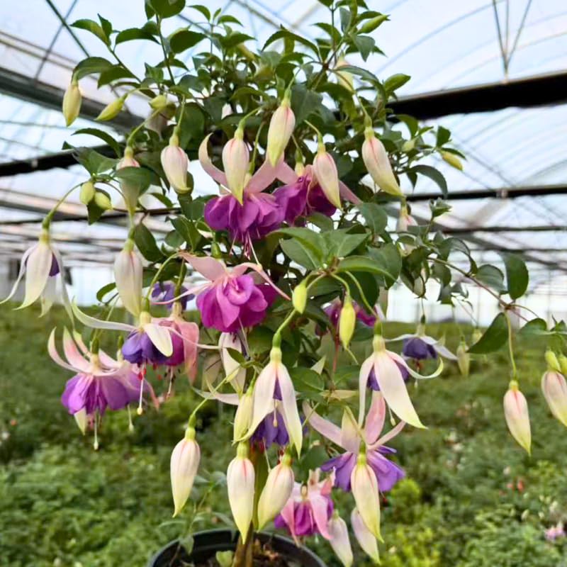 Vibrant Purple Fuchsia Plant Live 4'' Pot, Hardy Flowering Fuchsia Starter 3-6'' Tall, Hanging Basket or Patio Garden Plants, 2 Plants per Pot