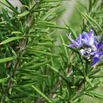 Set 3 Blue Rosemary Live Plants, Hardy and Fragrant Rosemary Herb Plant 4-8 Inches, Indoor Outdoor Growing