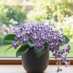 Streptocarpus Live Plant, 5-8" False African Violet Ladyslipper Primose Plant for Spring Planting, Indoor Outdoor Home Décor (Grape)
