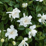 3 Climbing Jasmine Live Plants for Indoor Outdoor Planting, Frostproof Jasmine Plants Live, Fragrant, 5-8" in Tall, Hardy