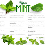 Big Clumps Pineapple Mint Plants Live in Pot, Well-Rooted Herb for Home Gardens, Heirloom Mint Indoor Outdoor, Fresh Mints