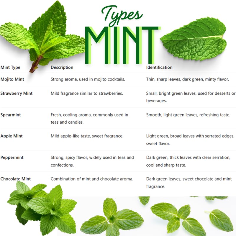 2 Pineapple Mint Plants Live Clumps Potted, Size 5-9" in Tall, Fresh Mints Herb for Indoor Outdoor Growing, Culinary Gardening, Cold Hardy and Fast-Growing