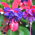 2 Fuchsia Plants Live, Pink Purple Flower Fuchsia Plant, 4 to 6 Inches, Fuchsia Live Plant, Live Fuchsia Plant