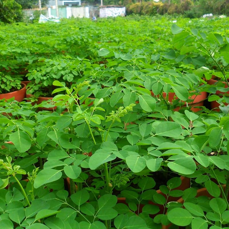 1 Moringa Tree Live Plant, Malunggay Plants Live, Drumstick Tree, Horseradish Herb Moringa Plants, 4 Inc Pot Size