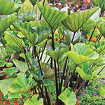 Colocasia Live Plant, 4-8'' Tall, Elephant Ear Plant, Esculenta Taro Alocasia Housplant, Indoor Outdoor Planting (Black Stem)