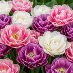 25 Tulip Bulbs for Spring Planting, Large Tulip Bulbs for Fall Planting, Flower Bulbs Garden Indoor Outdoor (Mix Double)