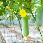 Luffa Plants Live, Live Luffa Plants, 02 Plants in 4 Inch Pot, Luffa Gourd Plant, Loofah Plant Live Indoor Outdoor