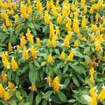 2 Golden Shrimp Live Plants, Perennial Shrimp Plants Shrub, Justica Brandegeana Bush 4-8 Inches