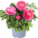 Pack of 30 Ranunculus Bulbs for Spring Planting, Ranunculus Bulbs for Planting, Spring Blooms Vibrant Perennial Bulbs for Garden Borders (Pink Ranunculus)