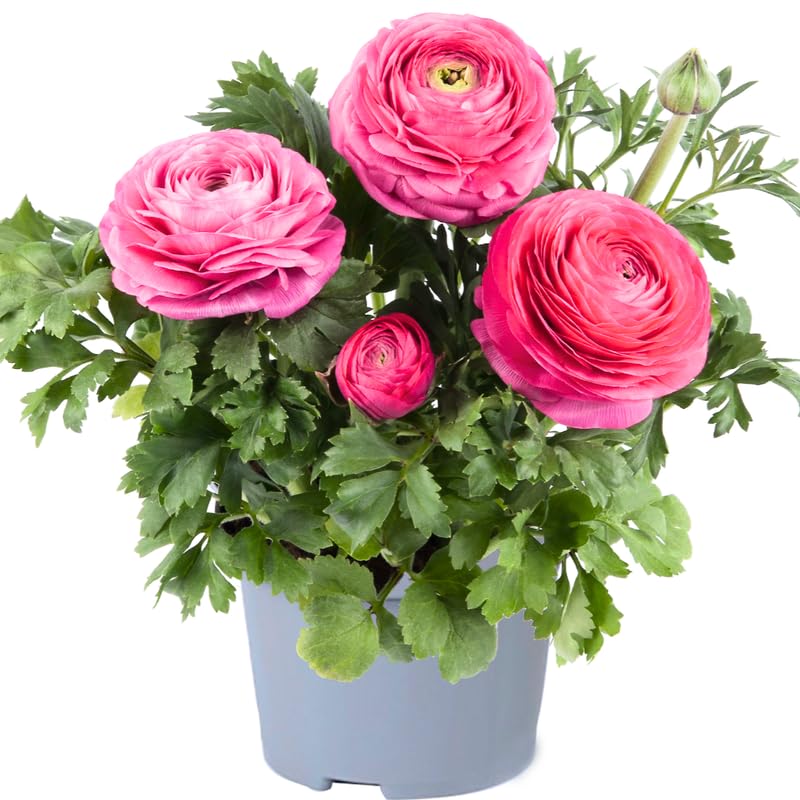 Pack of 30 Ranunculus Bulbs for Spring Planting, Ranunculus Bulbs for Planting, Spring Blooms Vibrant Perennial Bulbs for Garden Borders (Pink Ranunculus)
