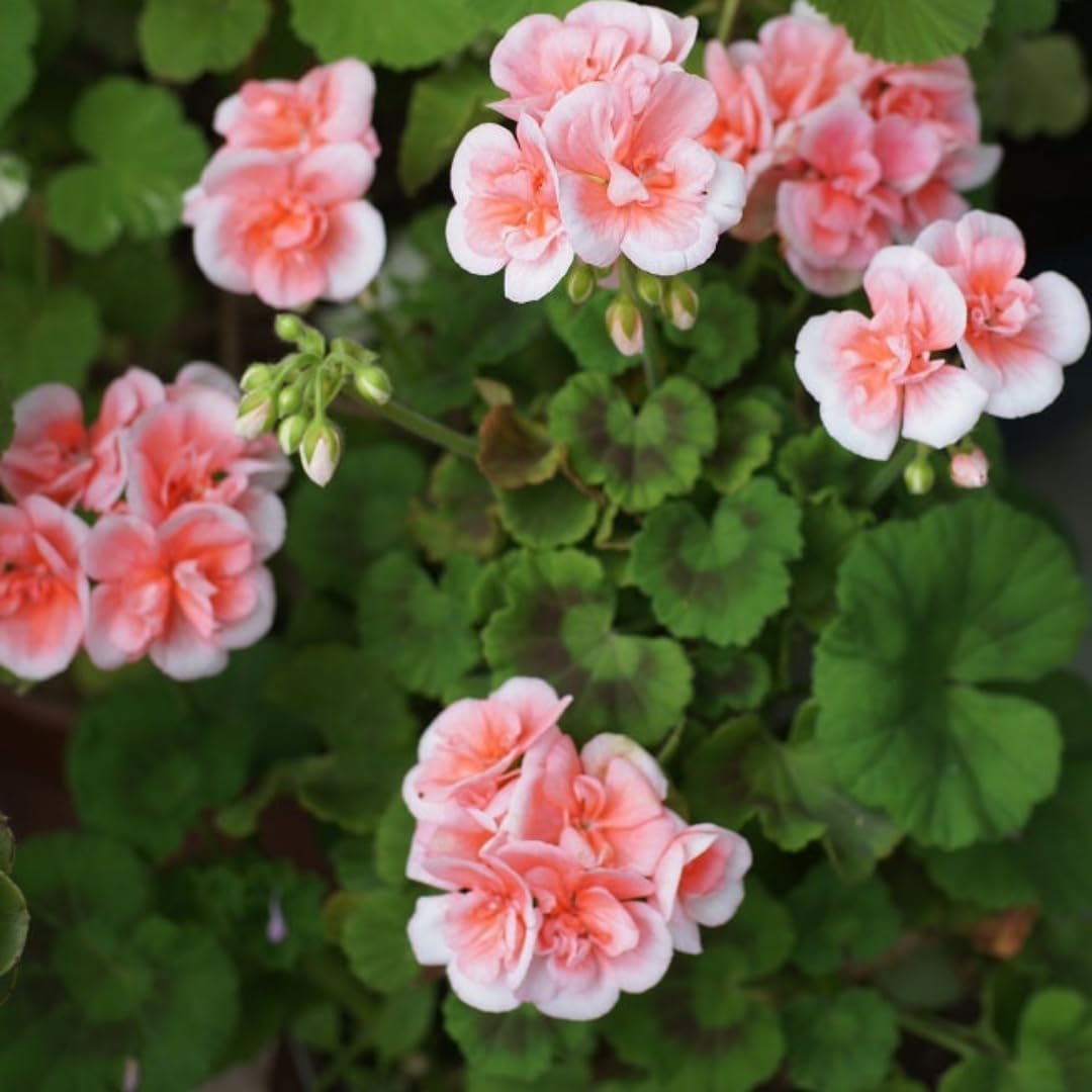 4 Geranium Plants Live from 4 Inc to 7 Inc in Height, Orange Flower Plants Live, Geranium Live Plant