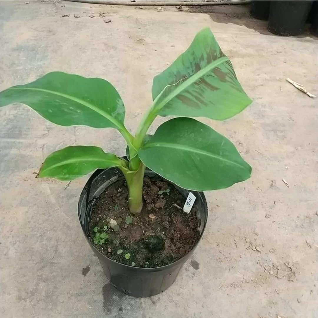 Cavendish Banana Plants Live for Planting, Banana Trees Live Plants from 4 to 6 Inc Tall
