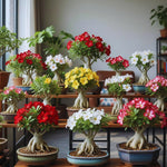 2 Mix Adenium Desert Rose Plant Live, Desert Rose Live Plant, 4 to 6 Inc Tall