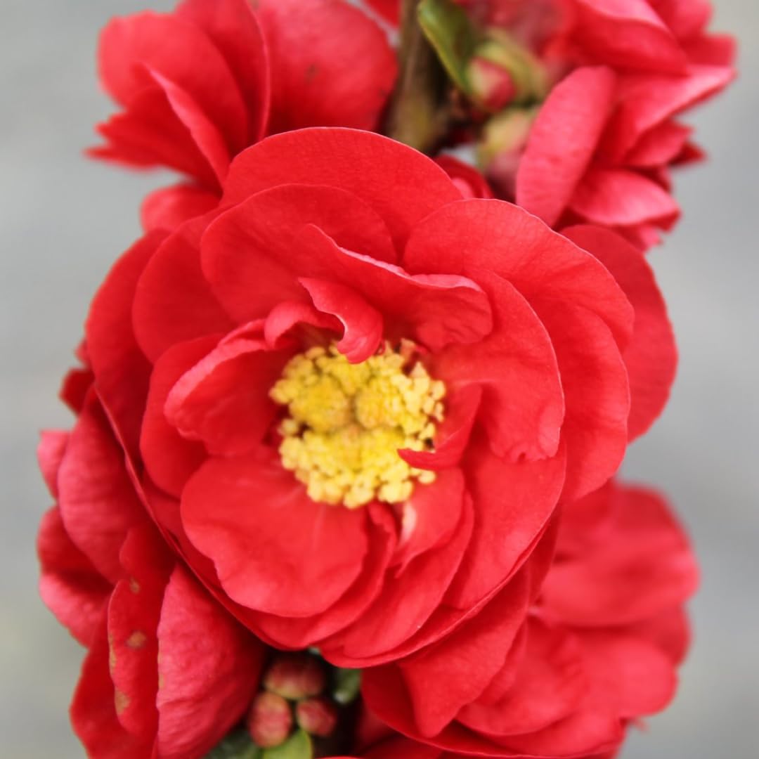 Red Flowering Quince Tree Live Plant in 4" Pot, Chaenomeles Japonica Bush Shrub, Well Rooted Plants, Dormant in Winter
