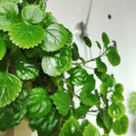 2 Plectranthus Swedish Ivy Plants Live to Grow, in 4 Inch Pots, Swedish Ivy Mint Starter Plants, 4-6" Tall (Green Swedish Ivy)