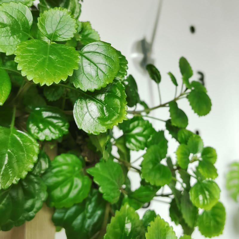 2 Swedish Ivy Plants Live Indoors to Grow in 4 Inches Pot, Plectranthus Fragrant Swedish Ivy House Plants, Live Swedish Ivy Vine, 4-6" Tall (Green Swedish Ivy)