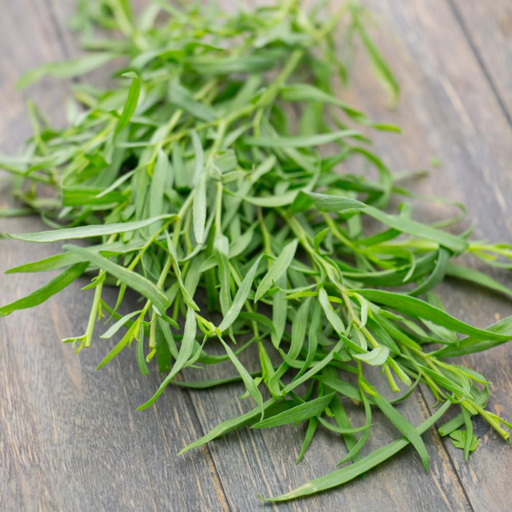 2 Tarragon Plants Live, French Tarragon Starter for Growing, Culinary, Garden 4 to 6 Inches
