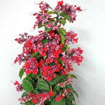 2 Clerodendrum Live Plants, Clerodendrum Thomsoniae Red Purple Blooms, 5-9 Inc Tall