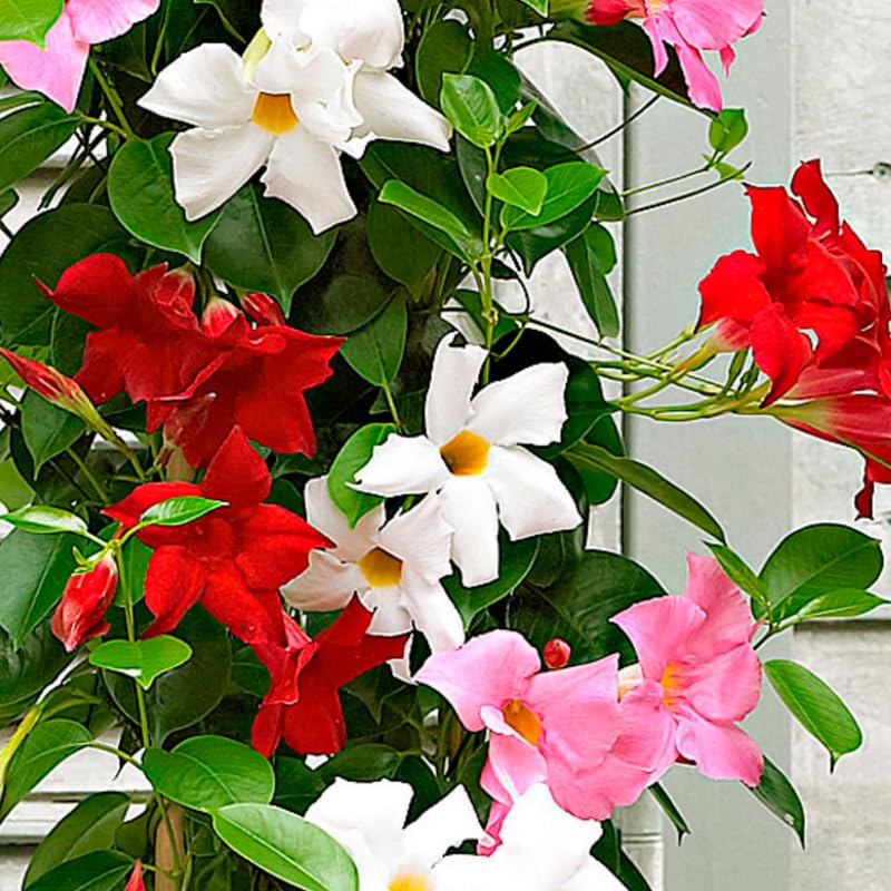2 Mixed Mandevilla Live Plants, Flowering Mandevilla Plants, 5-9” Tall, Mandevilla Trellis Vines for Outdoor Garden and Containers
