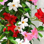 2 Mandevilla Live Plants, Flowering Mandevilla Plants, 5-9” Tall, Mandevilla Trellis Vines for Outdoor Garden and Containers