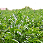 Camellia Sinensis Plant Tree, 3 to 5 Inches in Height, Camellia Sinensis Live Plant Tea Tree Plant for Gardening Indoor