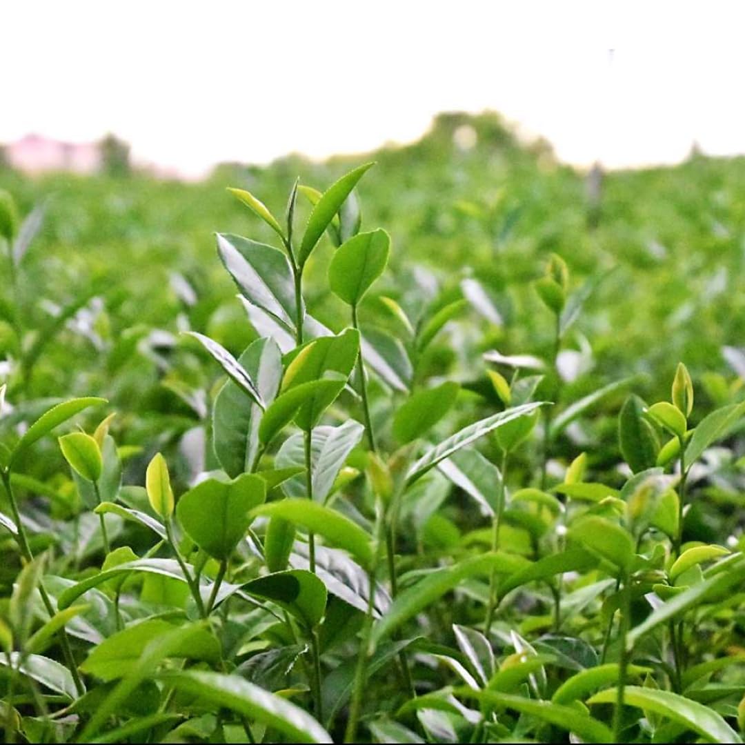 Camellia Sinensis Plant Tree, 3 to 5 Inches in Height, Camellia Sinensis Live Plant Tea Tree Plant for Gardening Indoor
