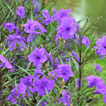 2 Purple Mexican Petunia Live Plants, Hardy Mexican Petunia Bush Cold Hardy, Starter Size 5-10 Inches in Tall, No Pot
