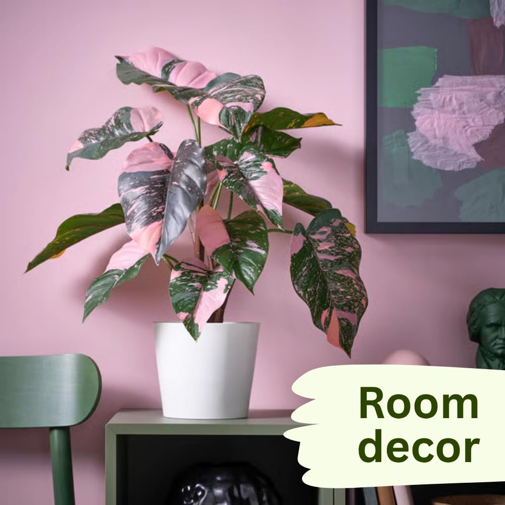 Pink Variegated Philodendron Plants Live, Rare Colors, No Pot, Random, Easy Care, Indoor Plant Houseplants Home Decor, 5-9" in Tall