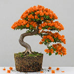 Sets 3 Climbing Bougainvillea Plants Live for Full Sun Trellis Tree, Shrub or Vine Bougainvillea Vibrant Bloom, Very Hardy, 5-9" Tall, Orange