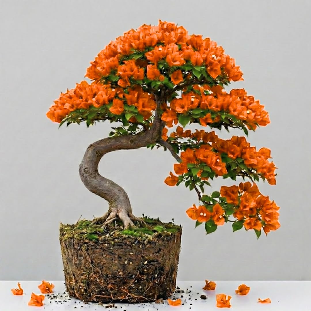 Sets 3 Climbing Bougainvillea Plants Live for Full Sun Trellis Tree, Shrub or Vine Bougainvillea Vibrant Bloom, Very Hardy, 5-9" Tall, Orange