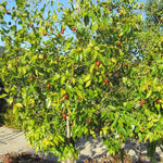 Li Jujube Tree, 8-14" Tall, Cold Hardy Jujube Tree Live Plant, Perennial Sweet Fruit Plants