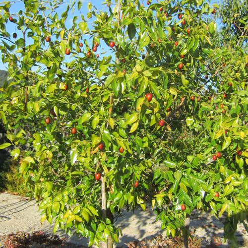 Li Jujube Tree, 8-14" Tall, Cold Hardy Jujube Tree Live Plant, Perennial Sweet Fruit Plants