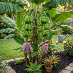 Double Banana Tree Live Plant, Edible Fruit, 4-6" Tall