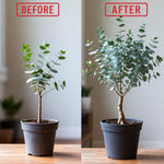Eucalyptus Plant Live Indoor, Baby Blue Eucalyptus Tree Live Plant, 4 to 7 Inches Tall for Indoor Outdoor Growing